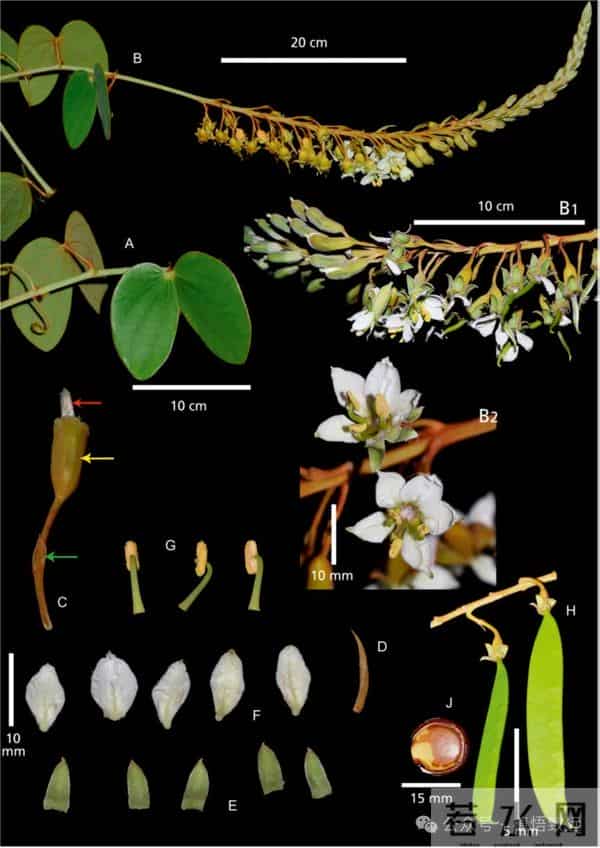 消失40年！学者花4年在广东路边找到，只有1个很小种群，不到10株