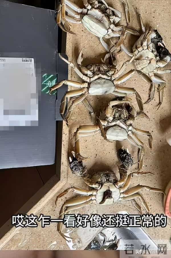 AI死螃蟹后续，当事人被拘8天，退还195元，老板因祸得福螃蟹爆卖