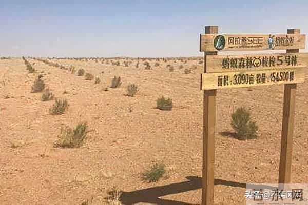 马云斥巨资在沙漠里种树，承诺每年1亿棵，9年过去了，树怎样了？
