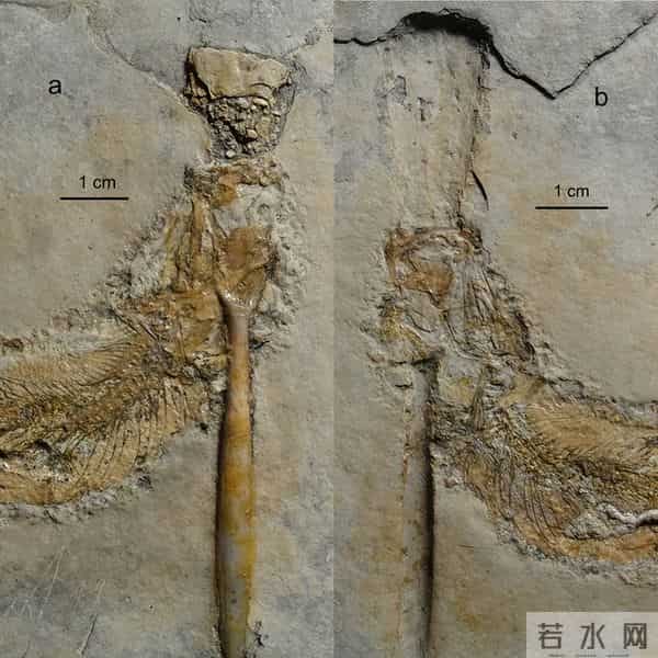 史前文明证据一亿多年前的地层,惊现大量被“铁钉”穿喉杀死的鱼