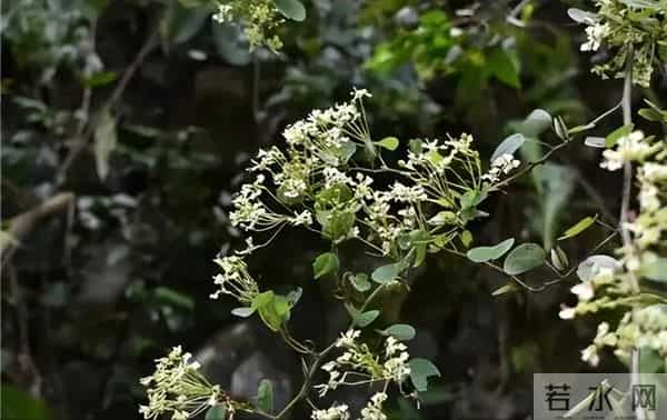 消失40年！学者花4年在广东路边找到，只有1个很小种群，不到10株