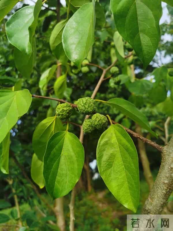 每天认识一种植物（77）：柘树