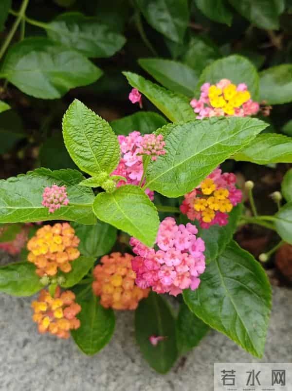 不要碰!不要养!重庆:实名“通缉”,发现请立即上报!