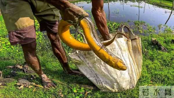 黄鳝在日本泛滥成灾，钻洞破坏农田，让当地人头疼不已，为何当地人不吃了它？