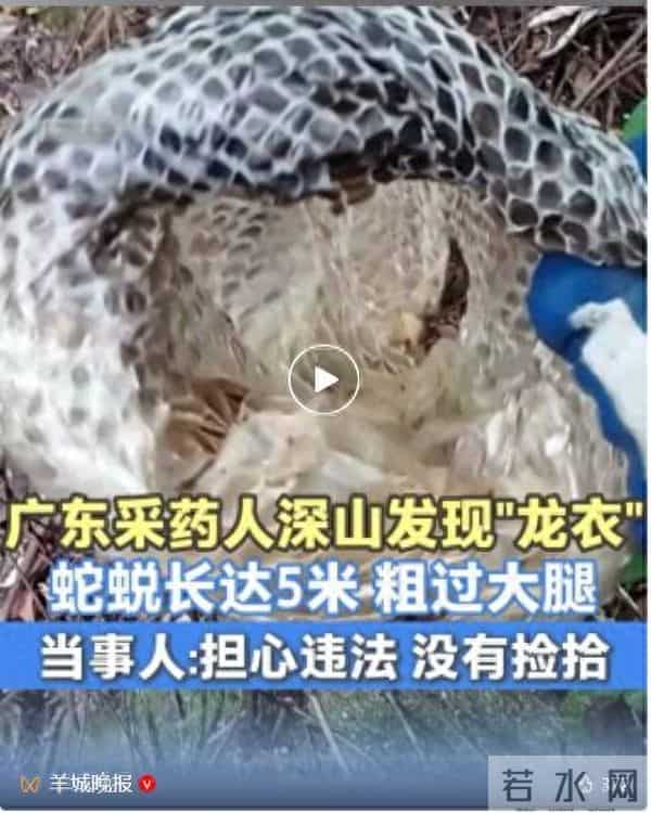 广东一采药人发现长约5米巨型蛇蜕，担心违法未将其捡走，网友：快走吧，我怕它回来找“衣服”