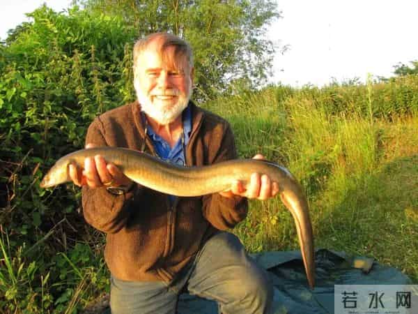 黄鳝在日本泛滥成灾,钻洞破坏农田,让当地人头疼不已,为何当地人不吃了它?