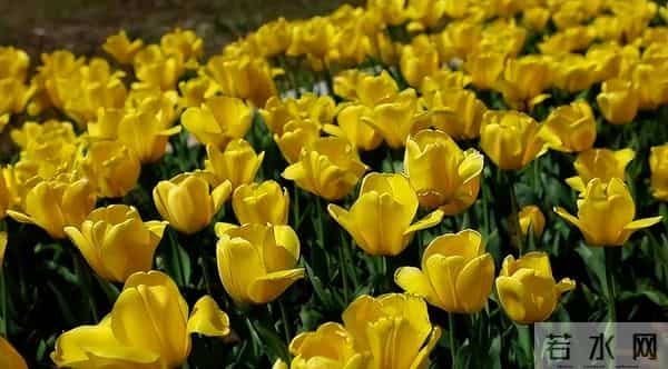 消失40余年!2023年在内蒙古再次发现15亩,工作人员24小时巡逻