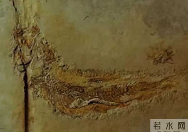 史前文明证据一亿多年前的地层,惊现大量被“铁钉”穿喉杀死的鱼