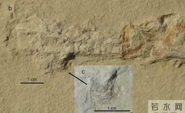 史前文明证据一亿多年前的地层,惊现大量被“铁钉”穿喉杀死的鱼