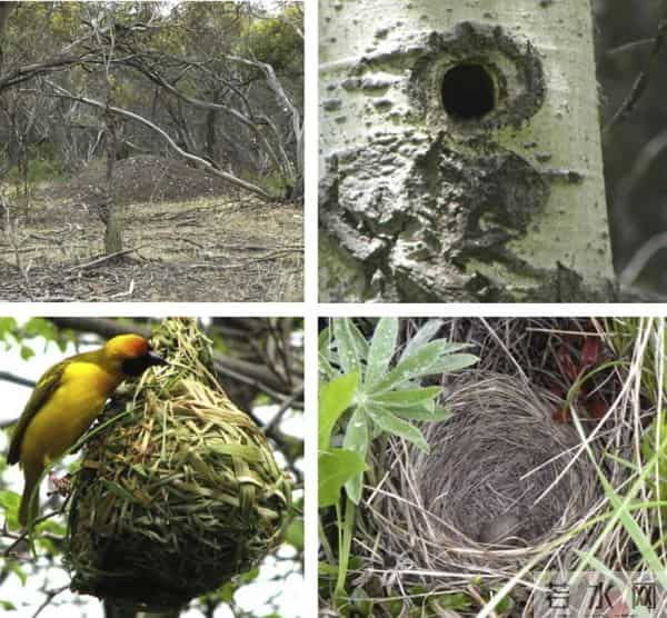 乌克兰的鸟用战场上的光纤筑巢,有的还用防鸟刺造窝,鸟类工业革命来了?