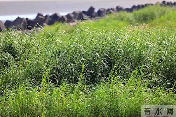 不要碰!不要养!重庆:实名“通缉”,发现请立即上报!