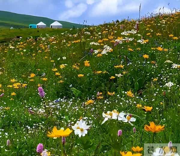 消失40余年!2023年在内蒙古再次发现15亩,工作人员24小时巡逻