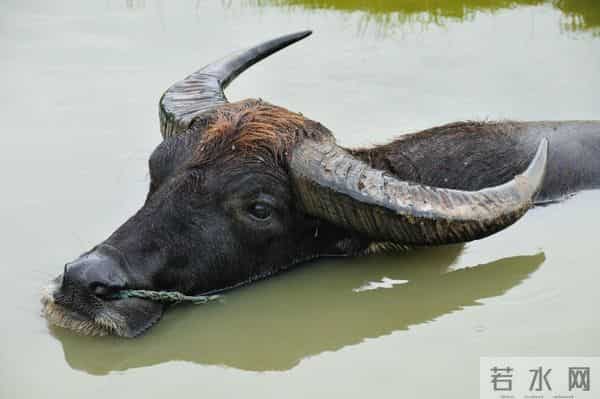 水牛和黄牛为什么不能杂交？看完你就明白了