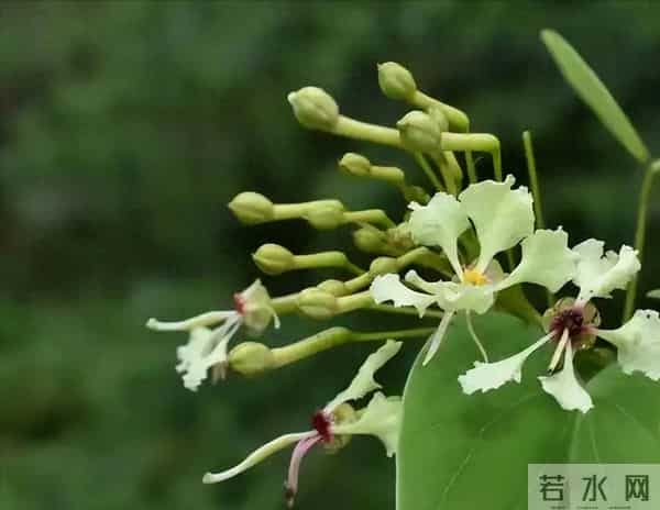 消失40年！学者花4年在广东路边找到，只有1个很小种群，不到10株