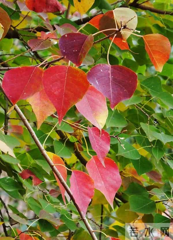 农村随处可见的乌桕树，竟是藏在身边的“宝贝疙瘩”