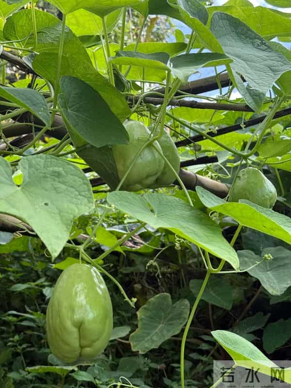 这种植物，长得很“猛”，种一颗全村都吃不完，名字还很有意思