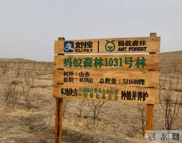 马云斥巨资在沙漠里种树，承诺每年1亿棵，9年过去了，树怎样了？