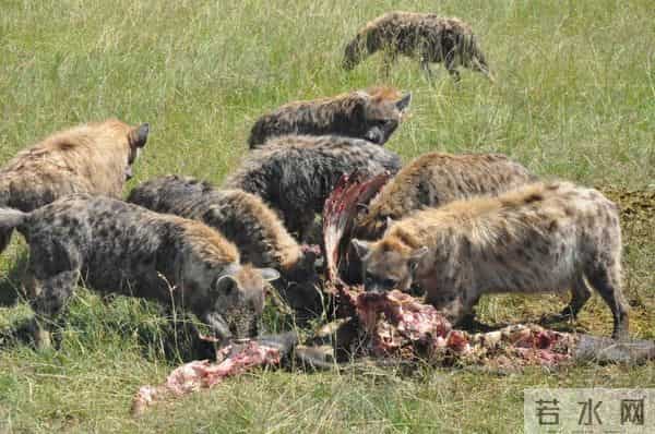 为什么食肉动物捕猎后先啃内脏，而不是先啃大块肉？看完涨知识了