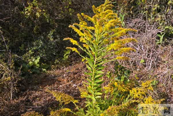 生活中看到这种黄色小花立即上报