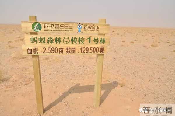 马云斥巨资在沙漠里种树，承诺每年1亿棵，9年过去了，树怎样了？