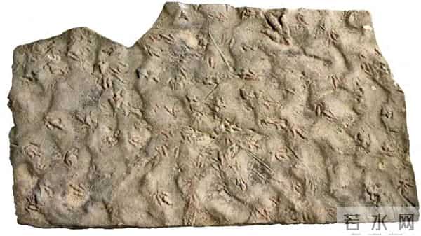 四川自贡一村民用了多年的垫脚石,竟是重要的恐龙化石?