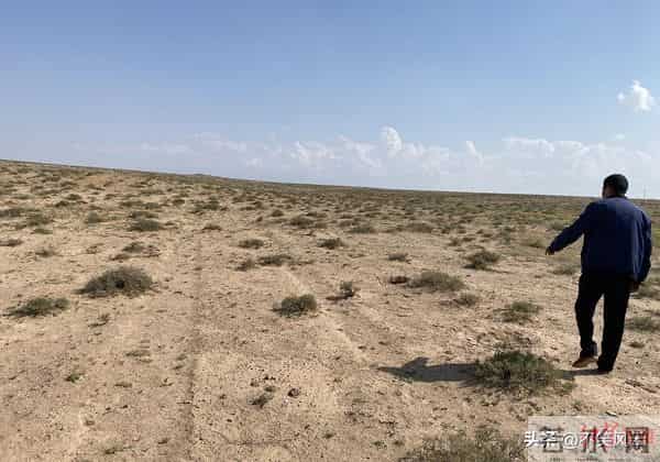 马云斥巨资在沙漠里种树，承诺每年1亿棵，9年过去了，树怎样了？