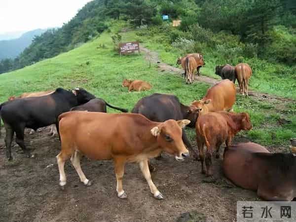 水牛和黄牛为什么不能杂交？看完你就明白了