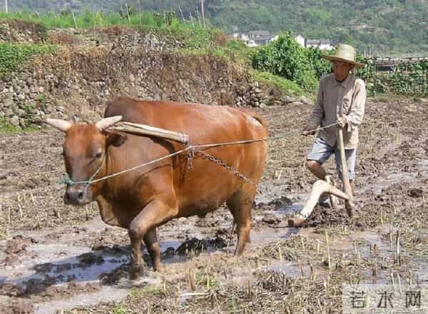 水牛和黄牛为什么不能杂交？看完你就明白了