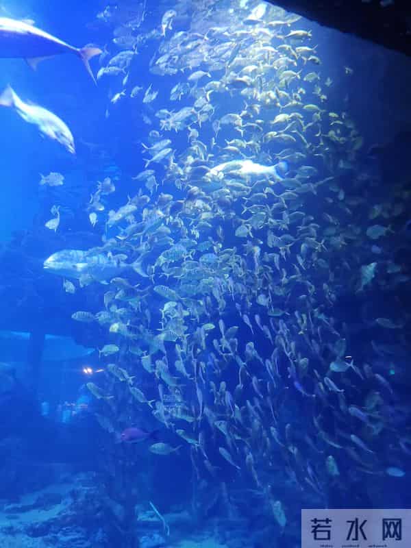 史前文明证据一亿多年前的地层,惊现大量被“铁钉”穿喉杀死的鱼