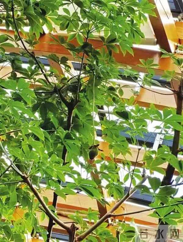 太原植物园猴面包树结出累累果实