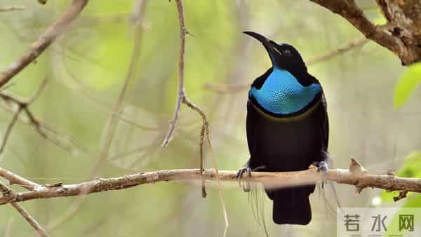 科学家用纳米技术复刻极乐鸟黑羽,结果竟让自然造物彻底完败!