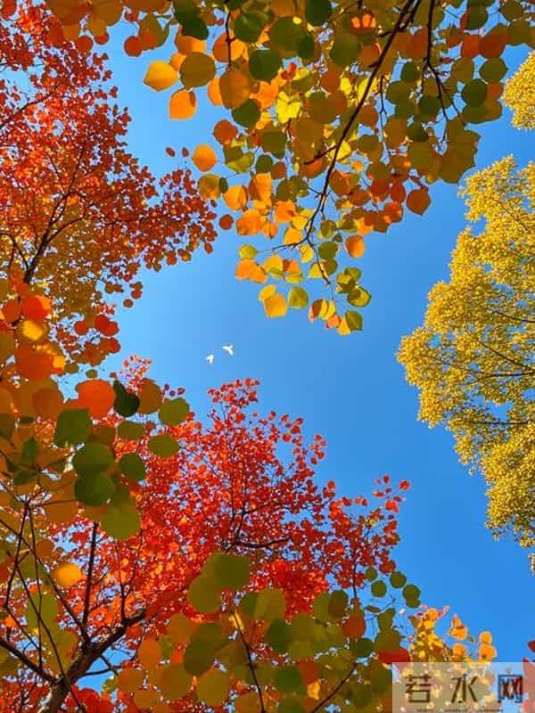 农村随处可见的乌桕树，竟是藏在身边的“宝贝疙瘩”