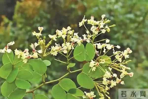 消失40年！学者花4年在广东路边找到，只有1个很小种群，不到10株