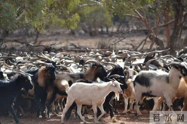 澳大利亚的先天困境：坐拥全球第6大面积，为何难逃4大地理缺陷？