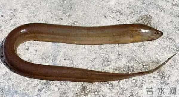 黄鳝在日本泛滥成灾,钻洞破坏农田,让当地人头疼不已,为何当地人不吃了它?