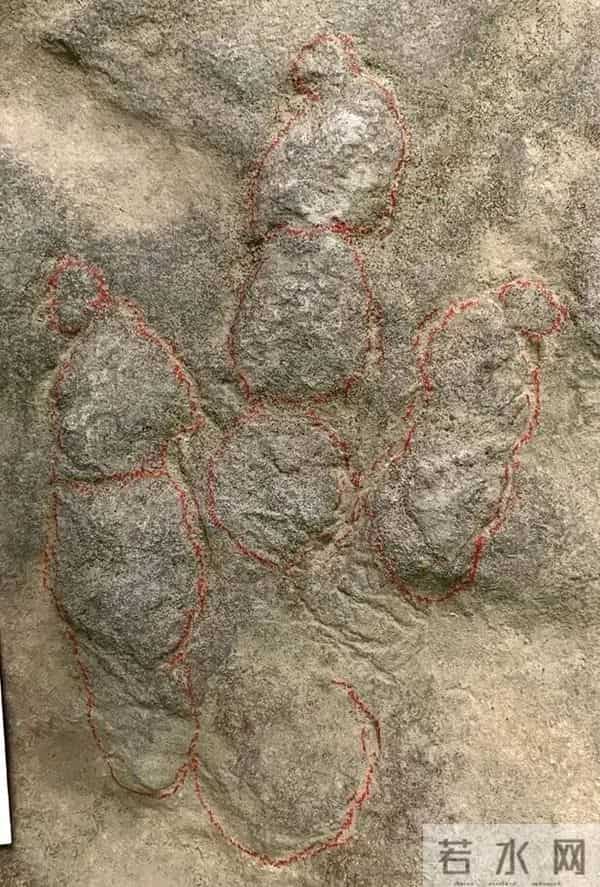 四川自贡一村民用了多年的垫脚石,竟是重要的恐龙化石?