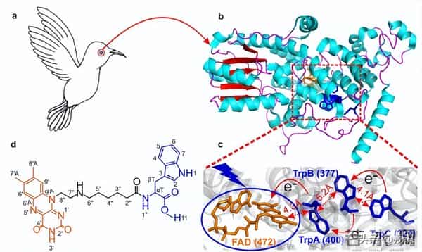 别争了！鸽子导航秘密曝光，既不靠眼也不靠嘴，全靠内耳
