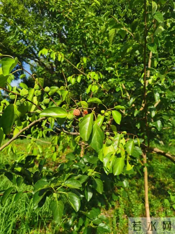 每天认识一种植物（77）：柘树
