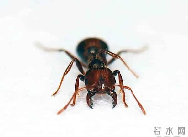 不要碰!不要养!重庆:实名“通缉”,发现请立即上报!