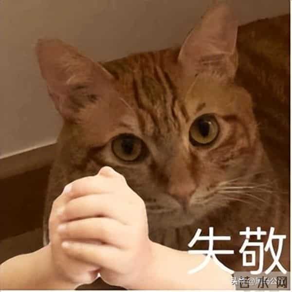 千问上线了个免费的“文档编辑”，我想把办公会员都退了