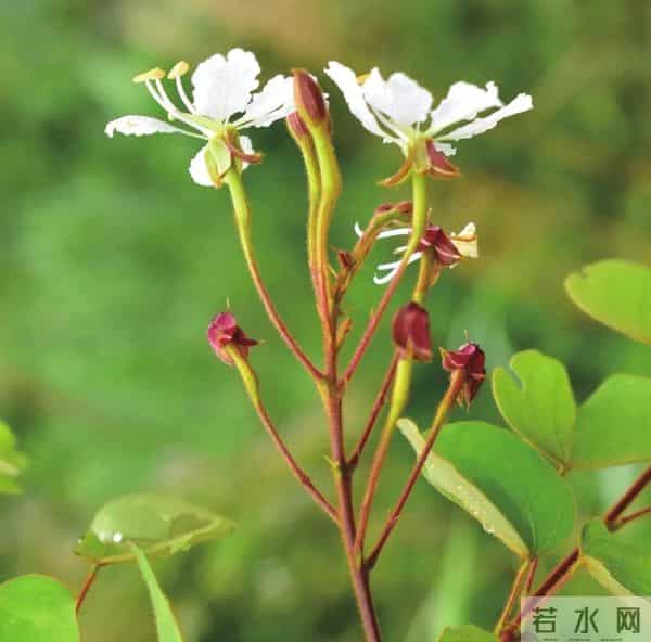 消失40年！学者花4年在广东路边找到，只有1个很小种群，不到10株
