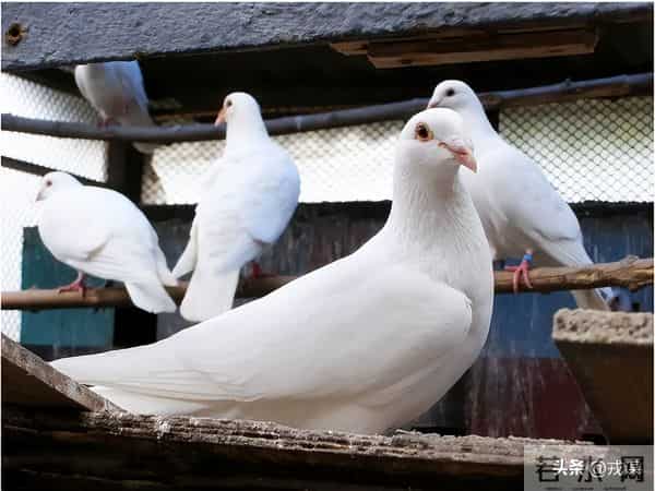 别争了！鸽子导航秘密曝光，既不靠眼也不靠嘴，全靠内耳