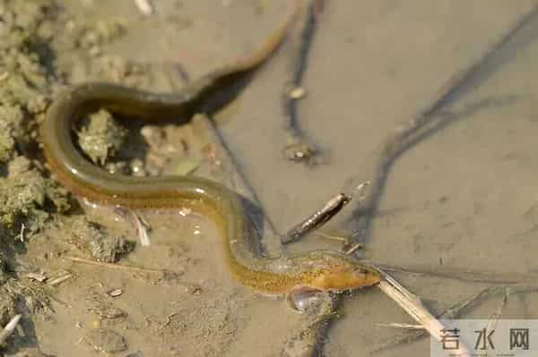 黄鳝在日本泛滥成灾,钻洞破坏农田,让当地人头疼不已,为何当地人不吃了它?