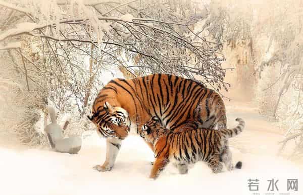 锡霍特山脉：东北虎的绿色堡垒，这里面还藏着多少秘密呢？