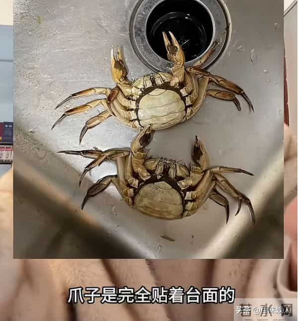 AI死螃蟹后续，当事人被拘8天，退还195元，老板因祸得福螃蟹爆卖