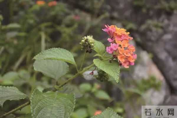 不要碰!不要养!重庆:实名“通缉”,发现请立即上报!