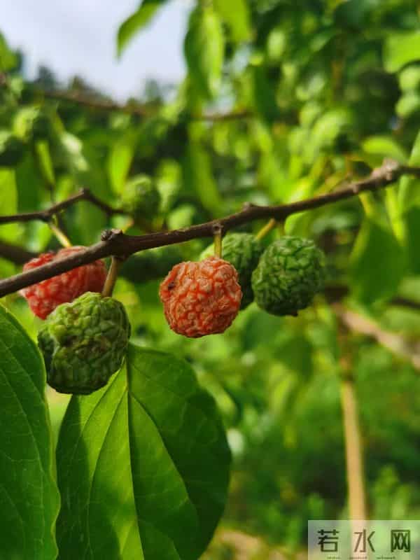 每天认识一种植物（77）：柘树