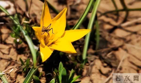 消失40余年!2023年在内蒙古再次发现15亩,工作人员24小时巡逻