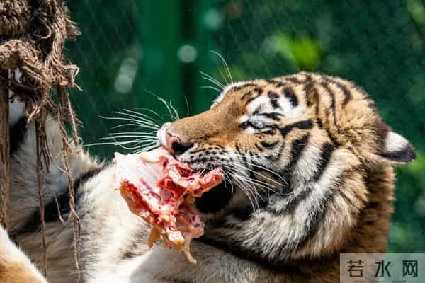 为什么食肉动物捕猎后先啃内脏，而不是先啃大块肉？看完涨知识了
