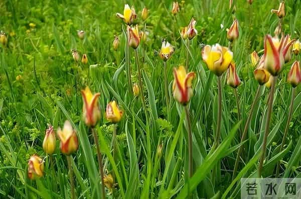 消失40余年!2023年在内蒙古再次发现15亩,工作人员24小时巡逻